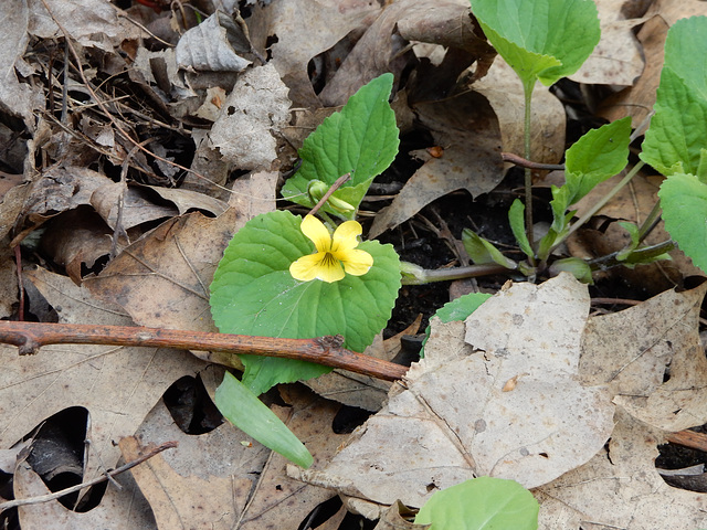 yellow violet