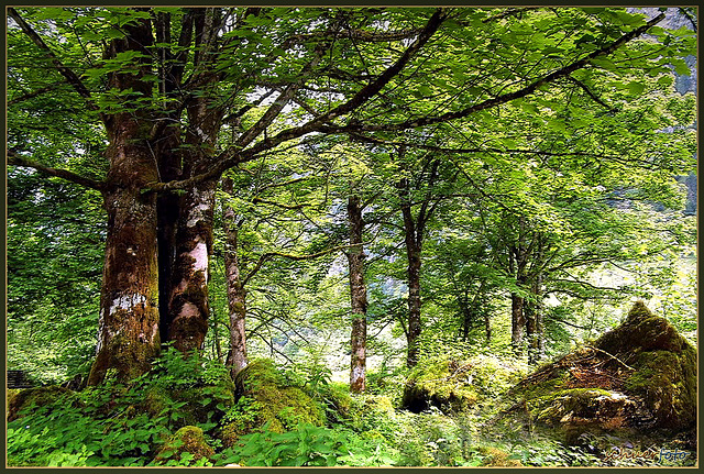 Wald am Königssee