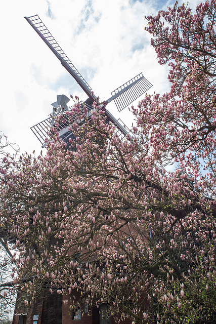 Windmühle Hoyerhagen