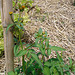 DSC01075 - picão-preto Bidens pilosa, Asteraceae