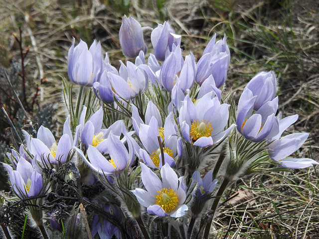 Prairie Crocus