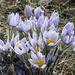 Prairie Crocus