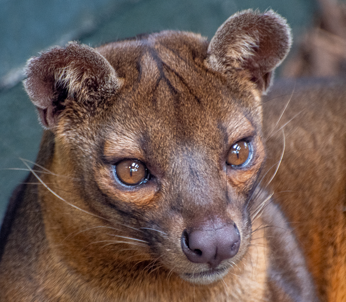 A fossa