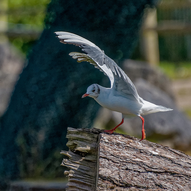 Stretching gull