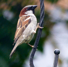 Sparrow (19)