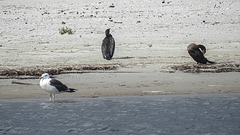 20190905 5806CPw [D~VR] Möwe, Kormoran, Darßer Ort