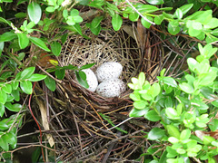 13 April: Three eggs