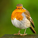 Friendly robin