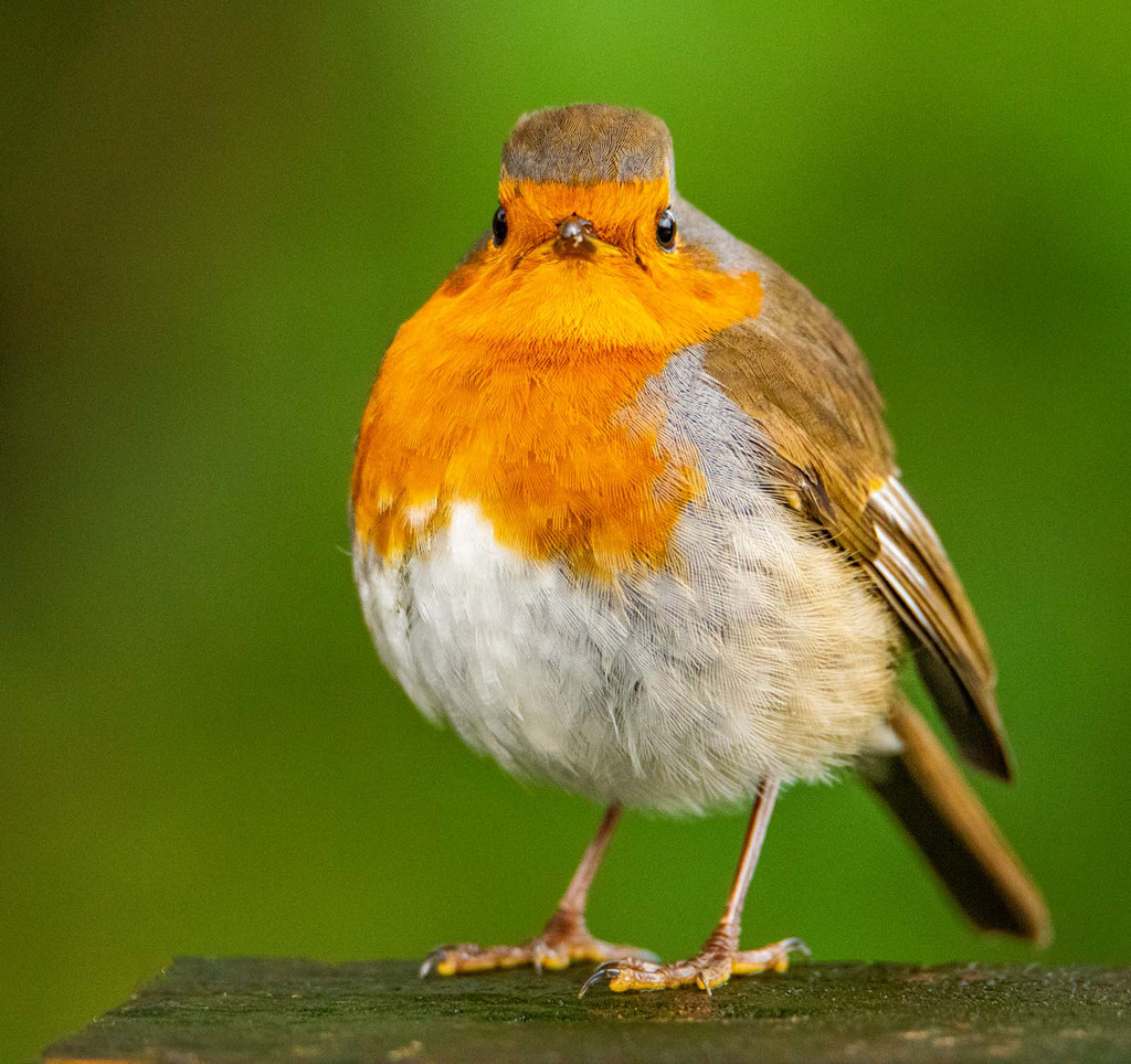 Friendly robin