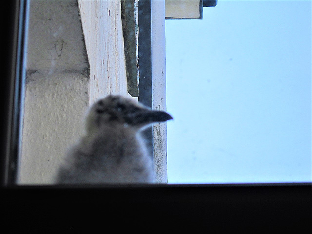 New little chick on porch roof