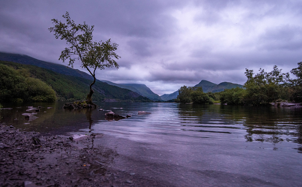 Lake Padarn, the lone tree