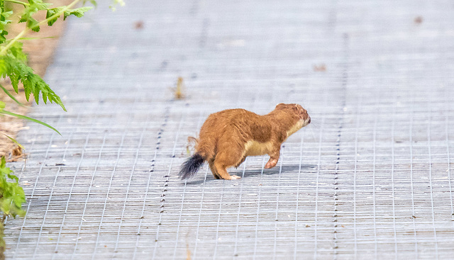 Stoat
