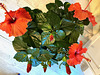 Hibiskus
