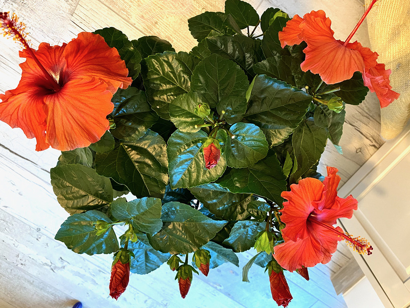 Hibiskus