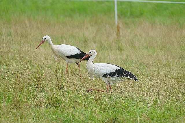 Altstörche auf der Jagd