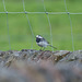 Pied Wagtail