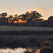 Winter wetland sun's up