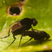 IMG 7498 Flies Mating