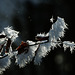 Waldfotografie zur Winterszeit ;-)