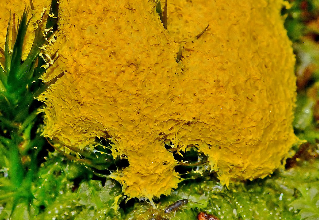 Slime Mould