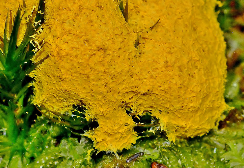 Slime Mould