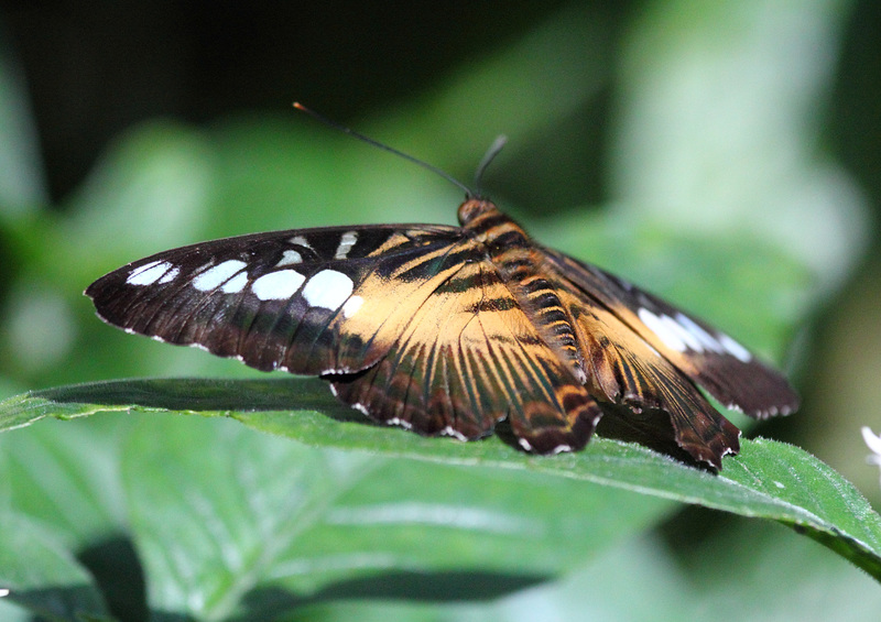 Klipper-Schmetterling