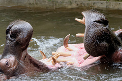 Jeux d'hippopotames