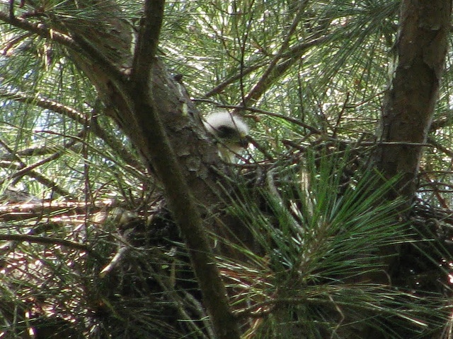 Baby Cooper's hawk