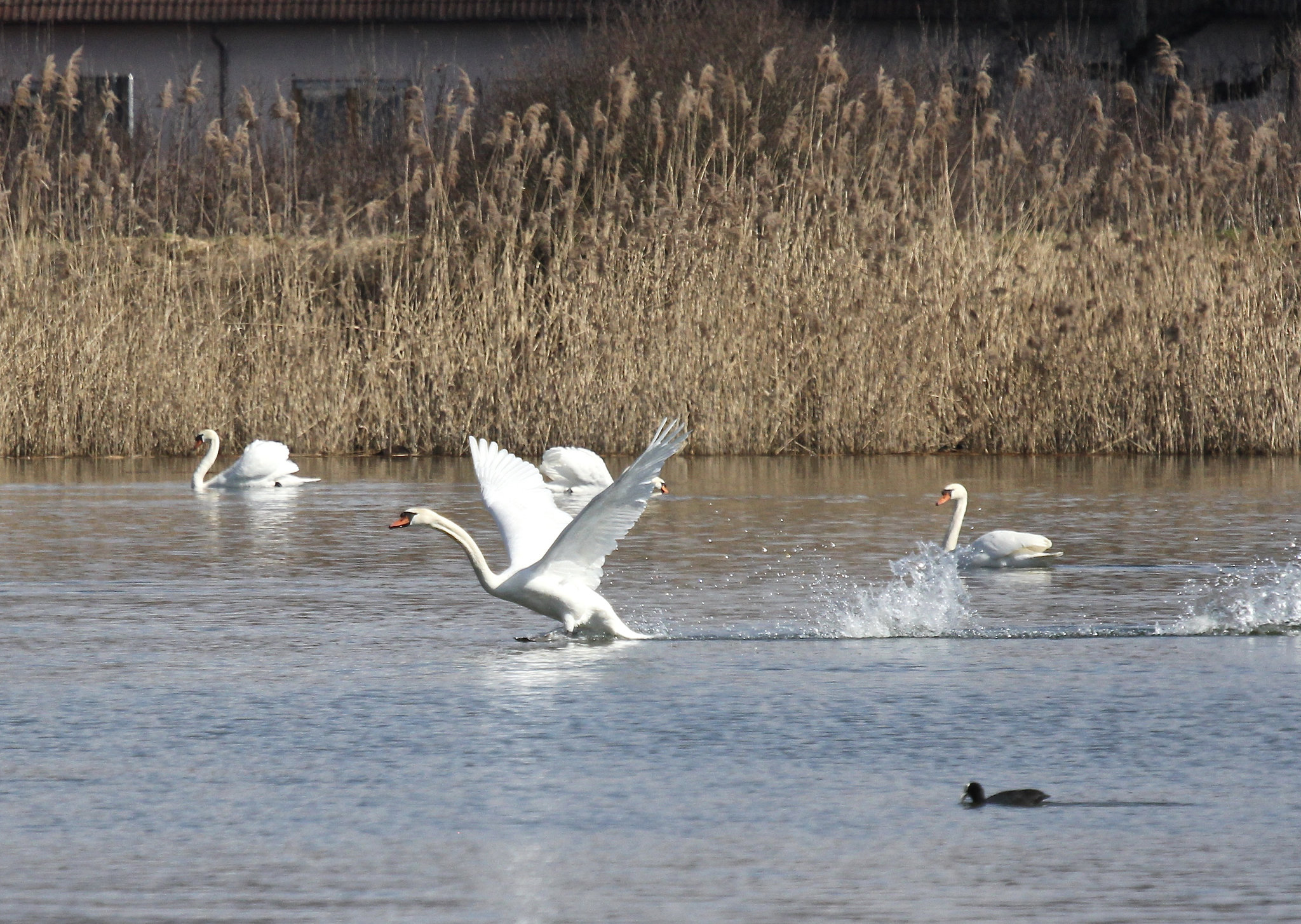 Auf dem Weiher