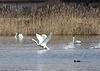 Auf dem Weiher