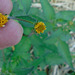 DSC01079 - picão-preto Bidens pilosa, Asteraceae