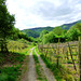 DE - Dernau - Hiking through the vineyards