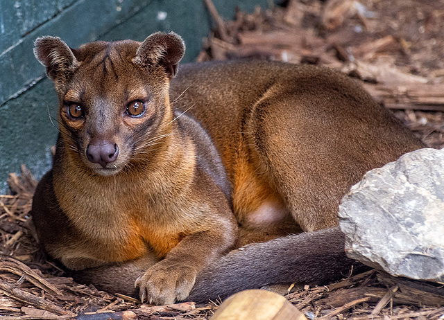 A fossa