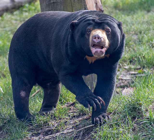 Sun bear