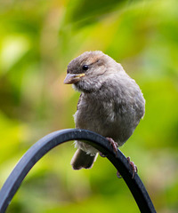 Sparrow (21)