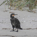 20190905 5808CPw [D~VR] Kormoran (Phalacrocorax carbo), Darßer Ort