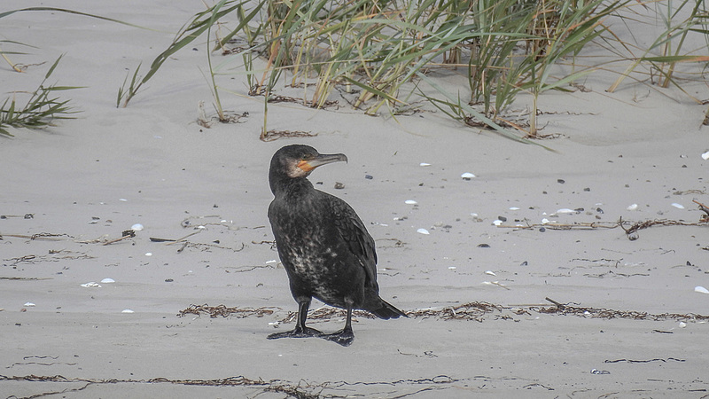 20190905 5808CPw [D~VR] Kormoran (Phalacrocorax carbo), Darßer Ort