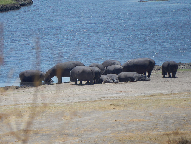 hippos, Chobe River