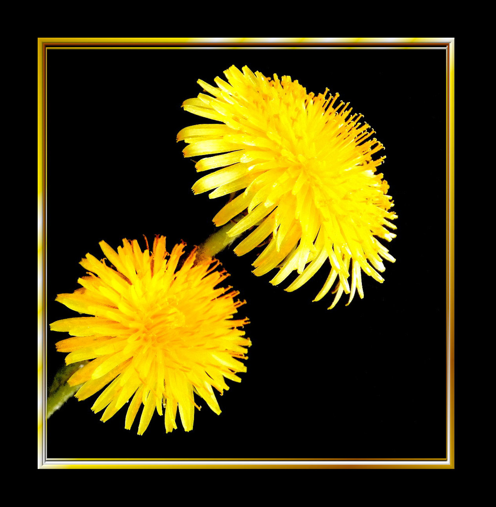 Just Dandelion... ©UdoSm