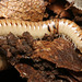 IMG 6918Millipede