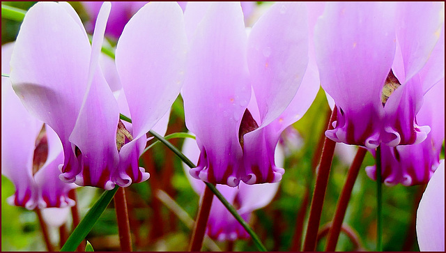 Le dire avec des fleurs... Bon dimanche à Vous.