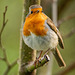 Friendly robin