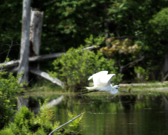 31/50 grande aigrette-great egret