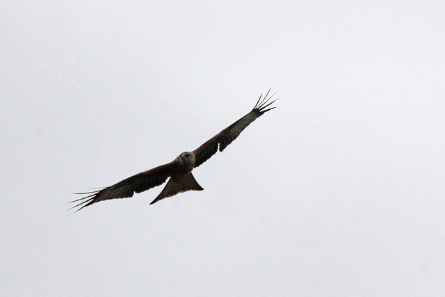 Red Kite fly-by