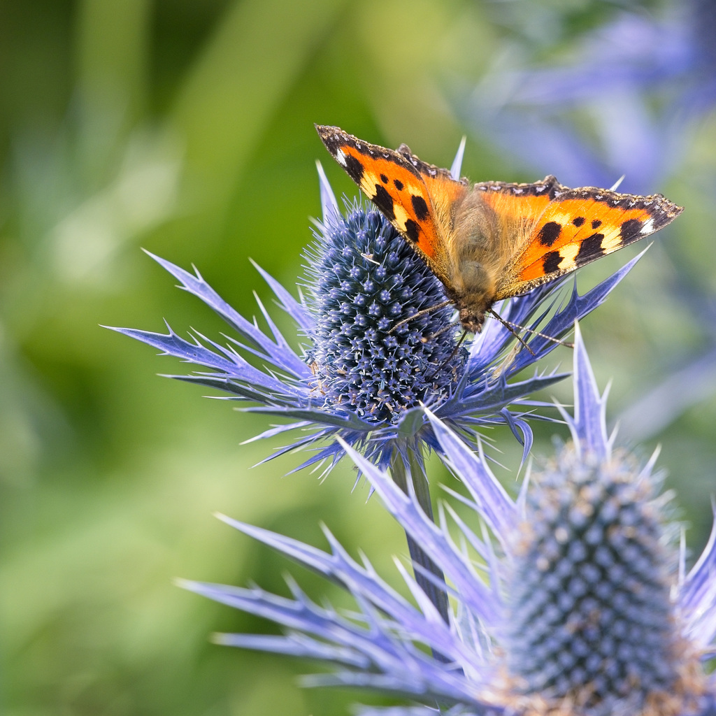 Small Tortoiseshell Butterfly (Aglais urticae) (+PiP)
