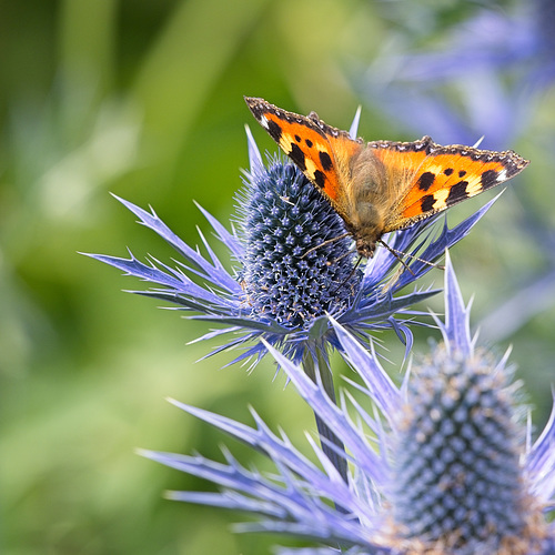 Small Tortoiseshell Butterfly (Aglais urticae) (+PiP)