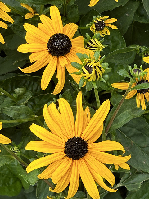 summer gold