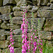 Foxgloves