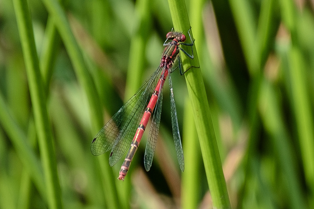 large Red Damselfly