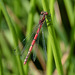 large Red Damselfly